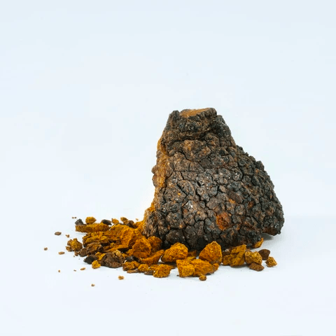 Chaga conk