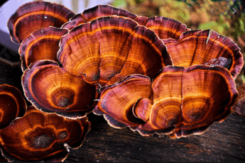 Medicinale Paddenstoelen Poeders