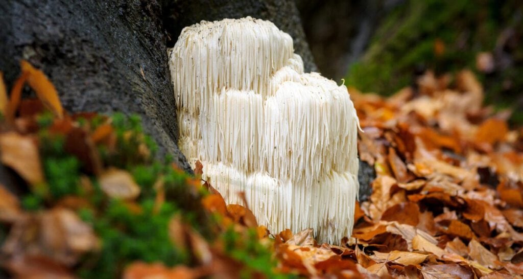 De pruikzwam aka Lion's Mane