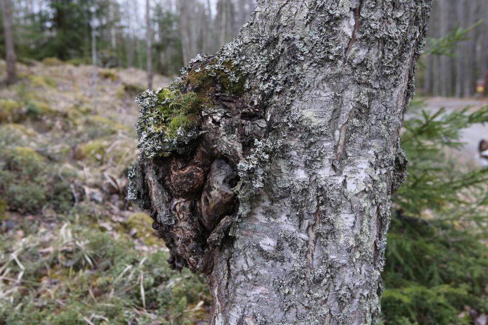 Chaga uit Boom