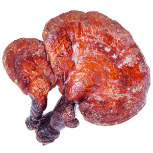 Ganoderma lucidum (Reishi)