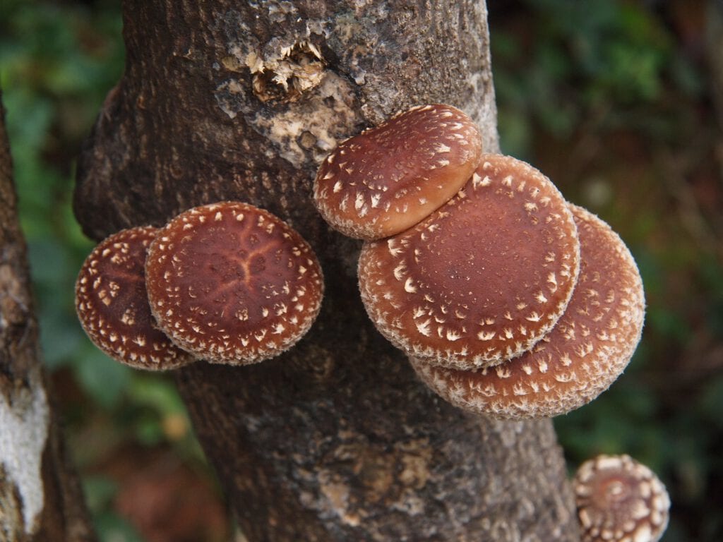 Wilde shiitake